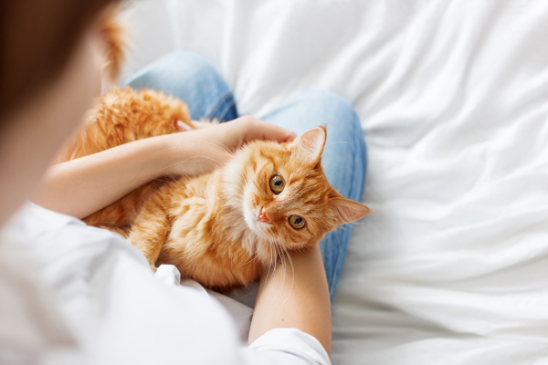 Cat laying in woman's arms