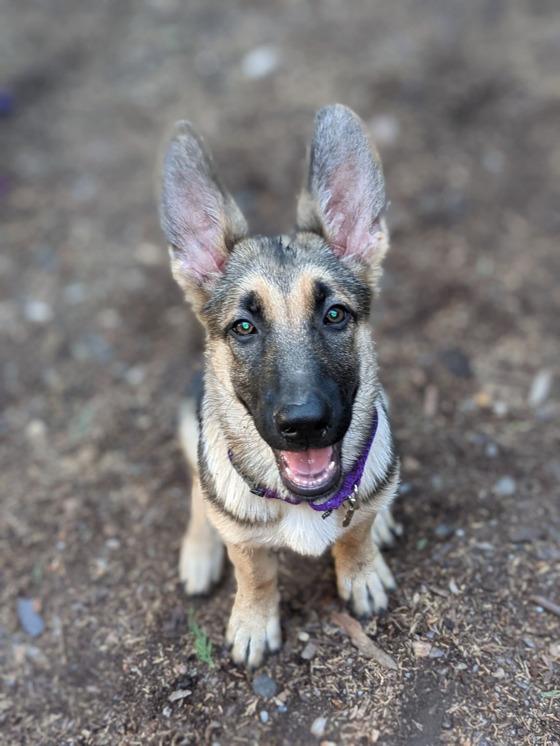 Dog with big ears staring