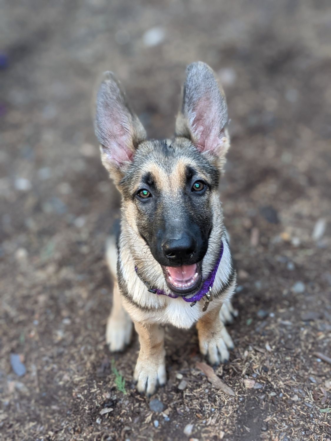 Dog with big ears staring Dog with big ears staring