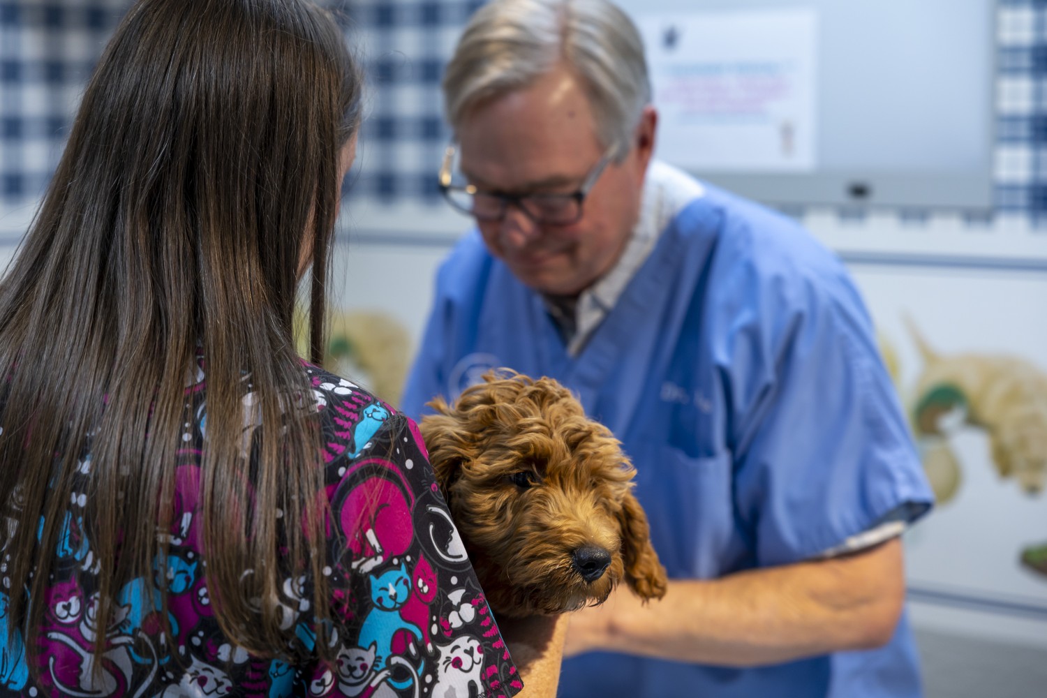 Pollock Pines Veterinary Hospital - Doctor Examining Dog