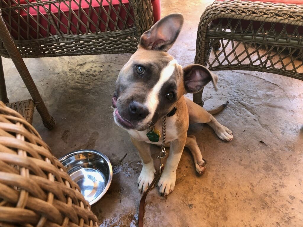 Dog with tilted head and food bowl