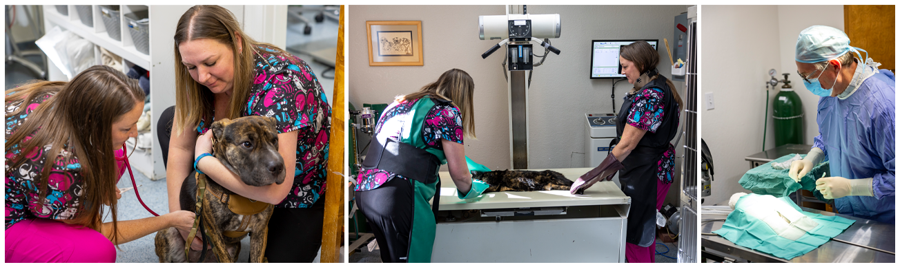 Pollock Pines Veterinary Hospital - Picture of Staff Working