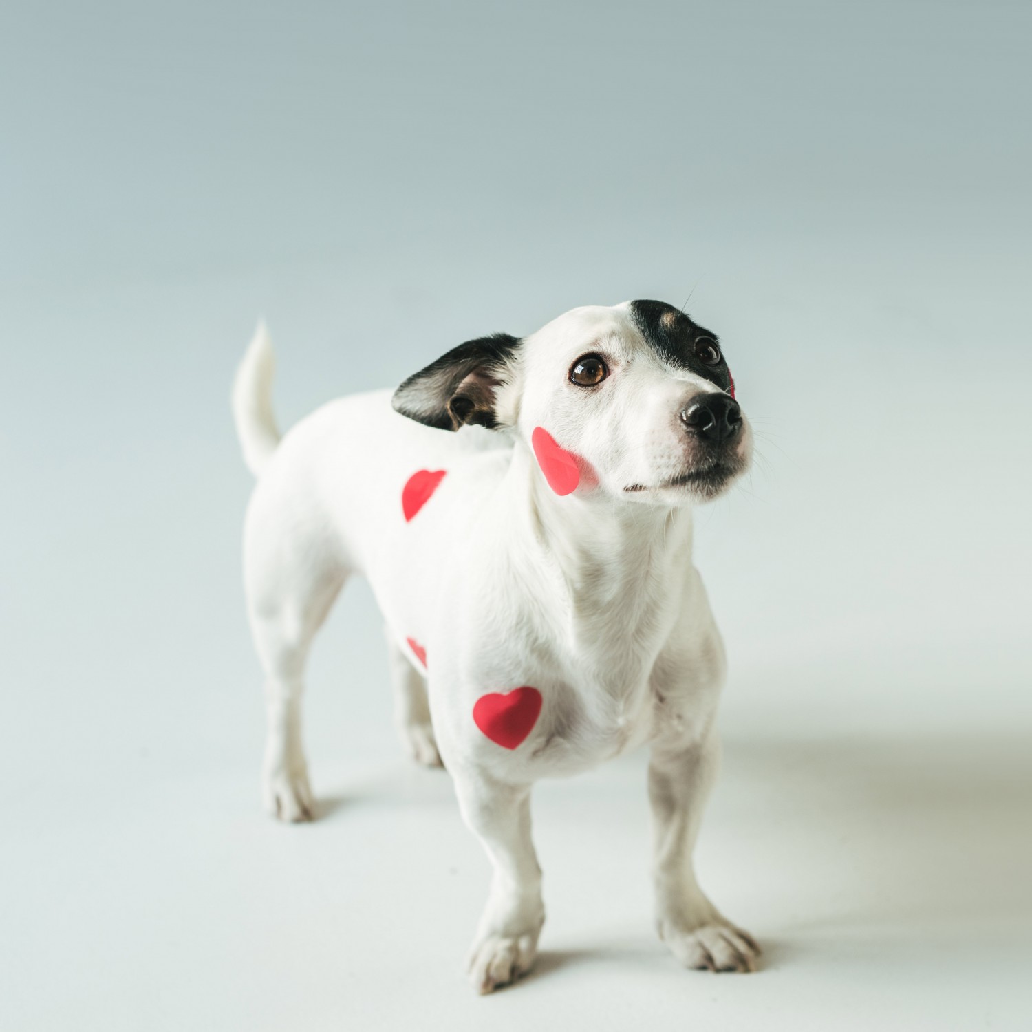 Dog with Hearts Dog with Hearts