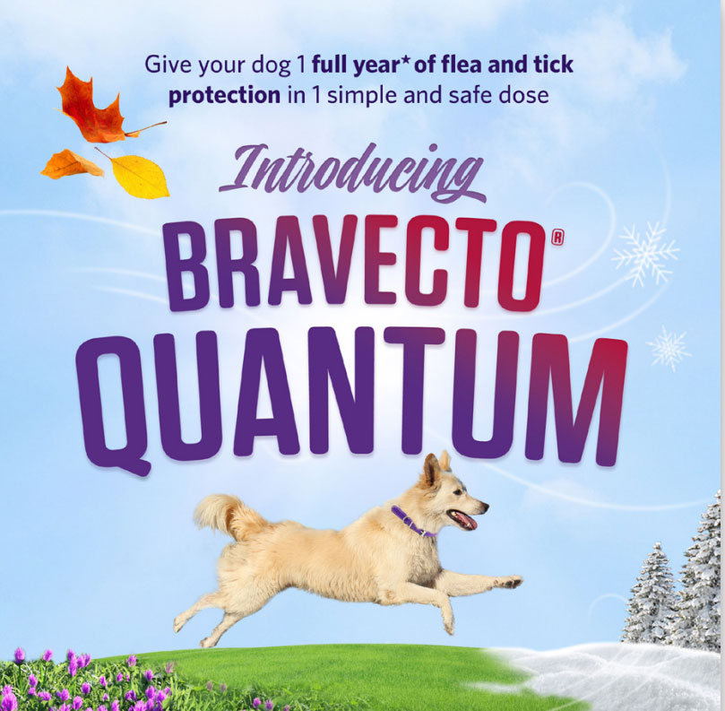 Bravecto Quantumn Ad